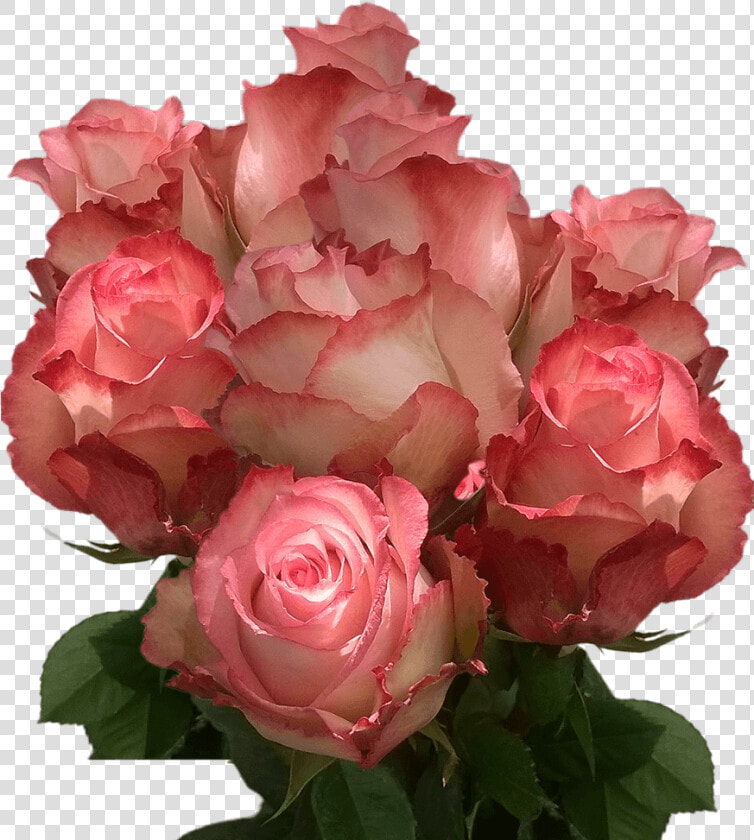 Real Light Peach Roses Cheap Cut Roses Fresh Flowers  HD Png DownloadTransparent PNG