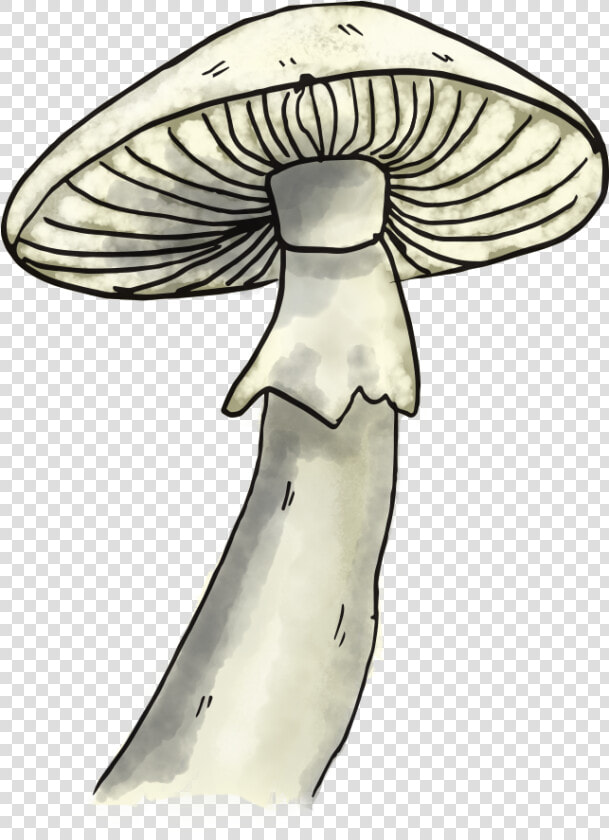 Mushroom   Pleurotus Eryngii  HD Png DownloadTransparent PNG