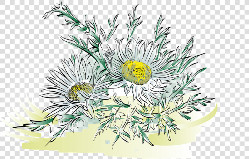 Thistle  Alpine Flower  Flower  Plant  Silver Thistle   Alpenblumen Png  Transparent PngTransparent PNG