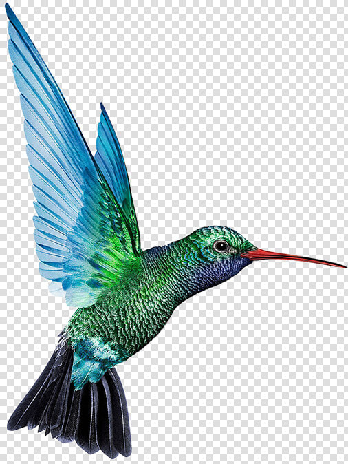 Transparent Hummingbird Png   Humming Birds Png  Png DownloadTransparent PNG