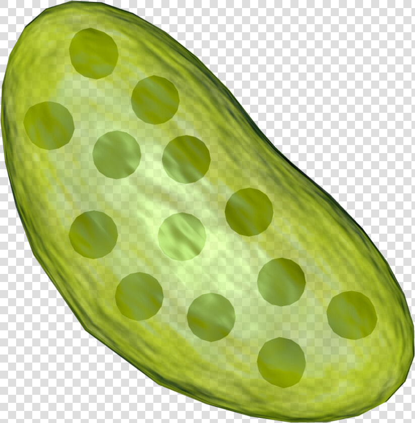 Transparent Image Of Chloroplast   Png Download   Transparent Chloroplast Png  Png DownloadTransparent PNG