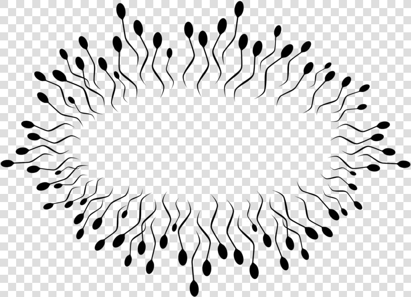 Line Art symmetry monochrome Photography   Espermatozoides Png  Transparent PngTransparent PNG