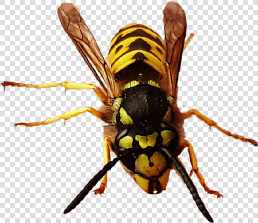  yellowjacket  queen  queenbee  bee  wasp  hornet  bug   Hornet  HD Png DownloadTransparent PNG