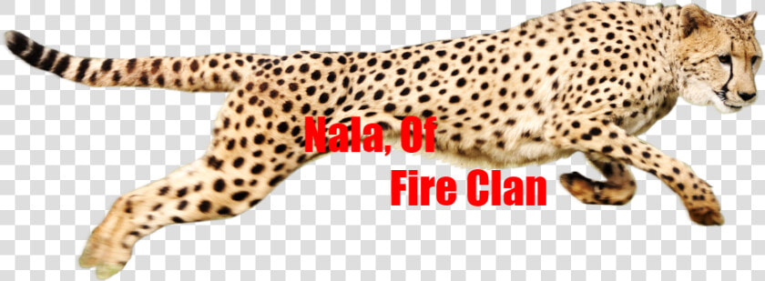 Cheetah Png   Png Download   Cheetah Running Png  Transparent PngTransparent PNG