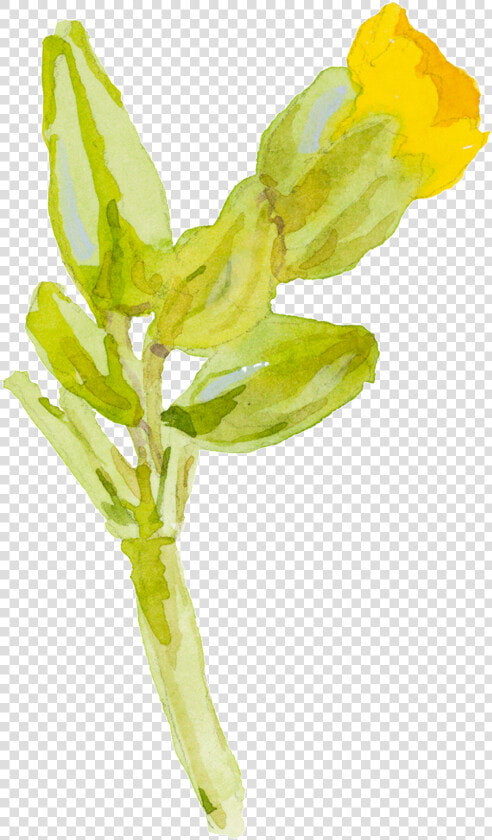 Yellow Cartoon Small Flower Watercolor Transparent   Yellow Watercolor Flowers With Transparent Background  HD Png DownloadTransparent PNG