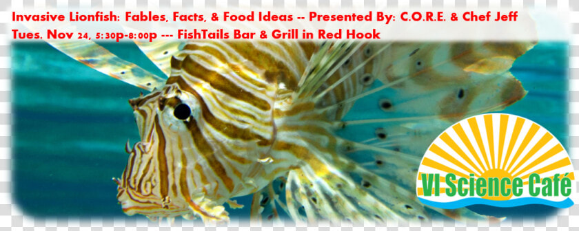 Invasive Lionfish Facts  Fables And Food Ideas   Lionfish  HD Png DownloadTransparent PNG