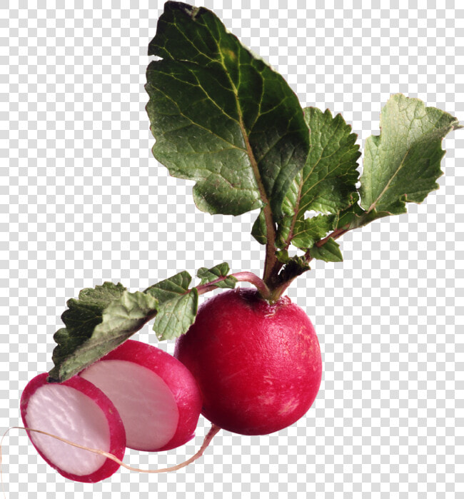 British Radish  HD Png DownloadTransparent PNG