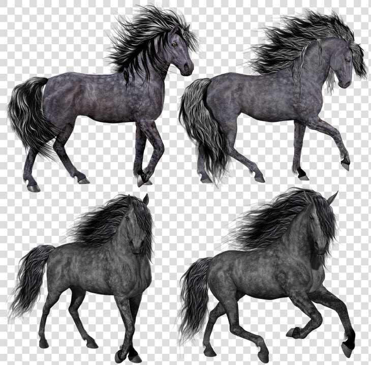 Horse  Pony  Mare  Stallion  Isolated  Black  Grey   Png Hair Horse  Transparent PngTransparent PNG