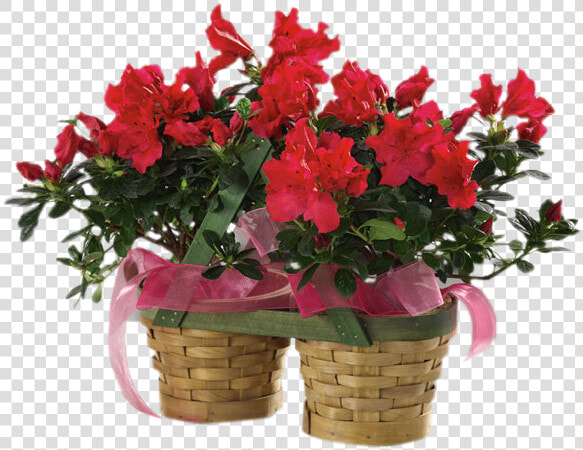 Azalea Plants  HD Png DownloadTransparent PNG