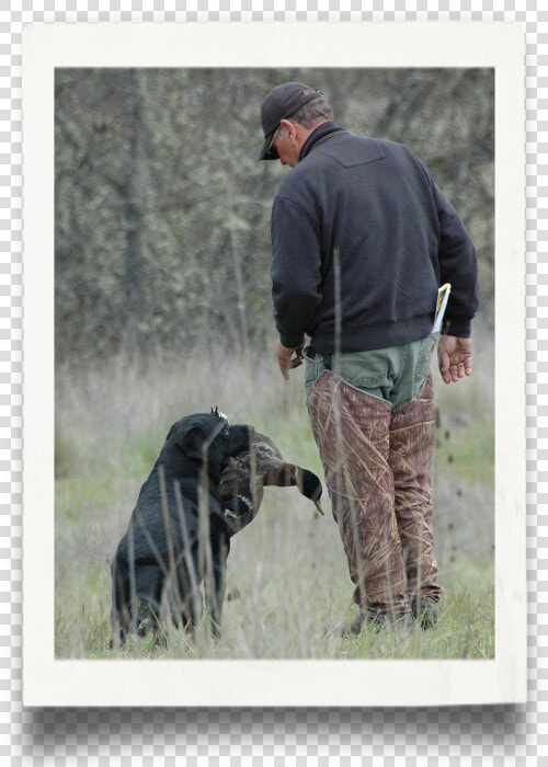 Hunt Test Requirements   German Shepherd Dog  HD Png DownloadTransparent PNG