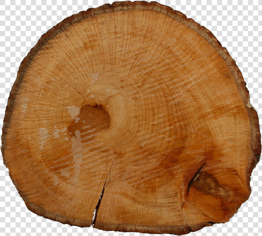 Tree Stump  HD Png DownloadTransparent PNG