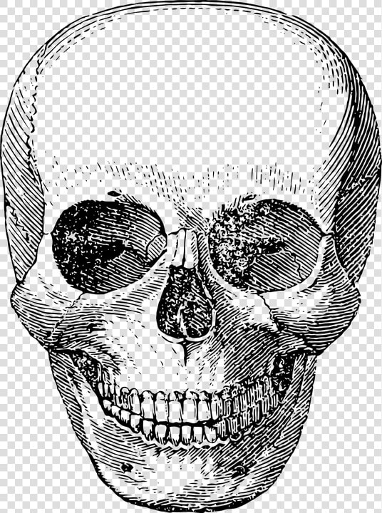 Skull  Skeleton  Vector  Halloween  Horror  Death   Skeleton Face Drawings  HD Png DownloadTransparent PNG