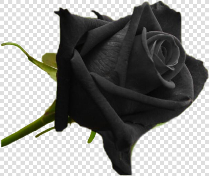  blackrose   Original Black Rose Plant  HD Png DownloadTransparent PNG