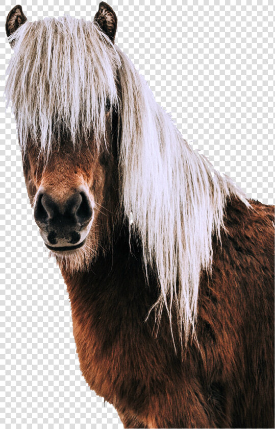 Portrait horse Head animal World free   Blonde Horse Mane Icelandic  HD Png DownloadTransparent PNG