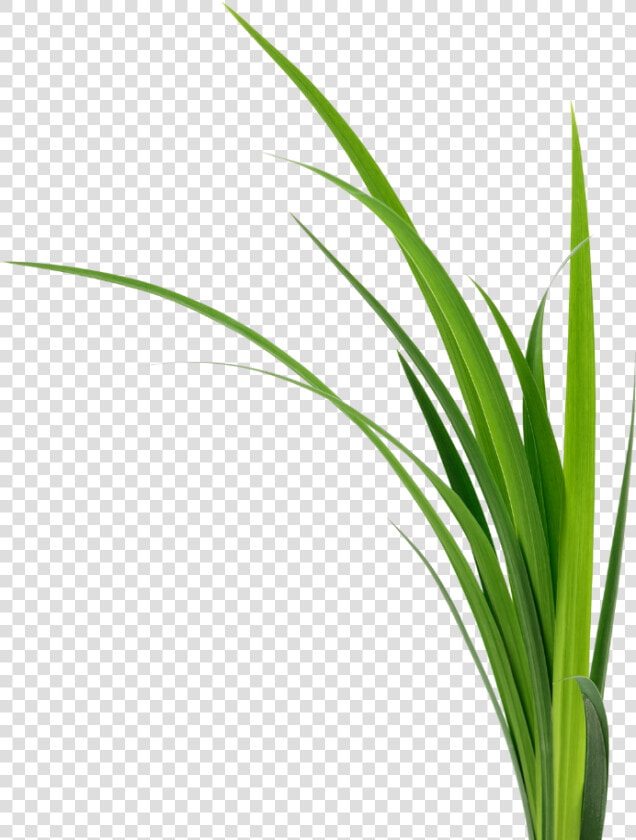 A Grouping Of Plants   Sweet Grass  HD Png DownloadTransparent PNG