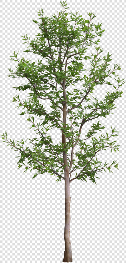 Arbol   3ds Max Tree Png  Transparent PngTransparent PNG