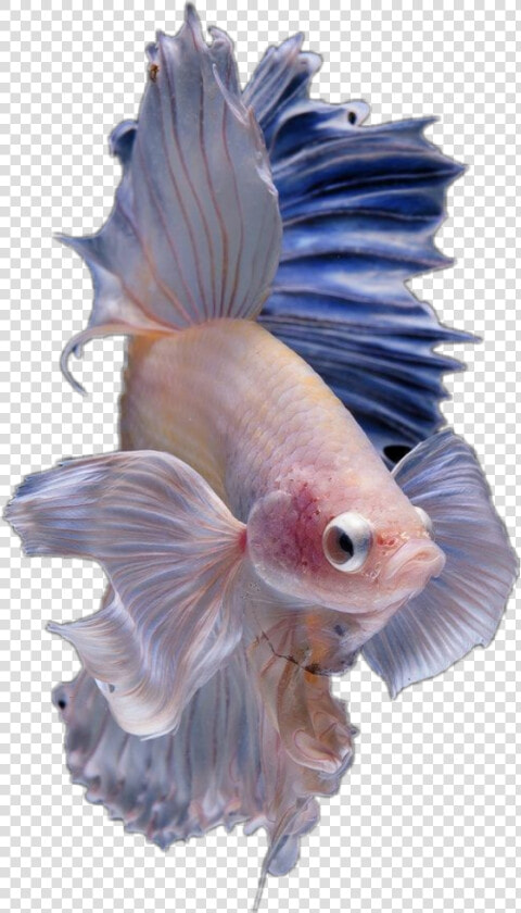 Hd Halfmoon Betta Fish  HD Png DownloadTransparent PNG