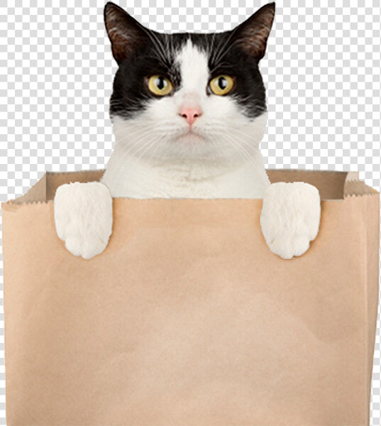 A Cat Popping Out Of A Bag   Arco Cat Out Of The Bag  HD Png DownloadTransparent PNG