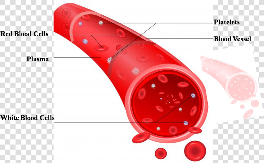 Types Of Blood Vessels And Their Further Classifications   Name The Blood Vessel That Carry Blood  HD Png DownloadTransparent PNG