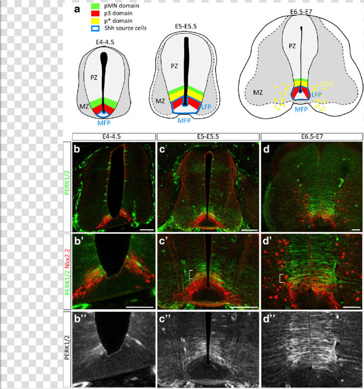 Pmn Domain Spinal Cord  HD Png DownloadTransparent PNG