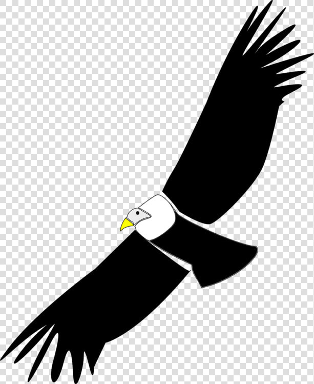 Bald Eagle accipitridae sea Eagle   Condor Clip Art  HD Png DownloadTransparent PNG