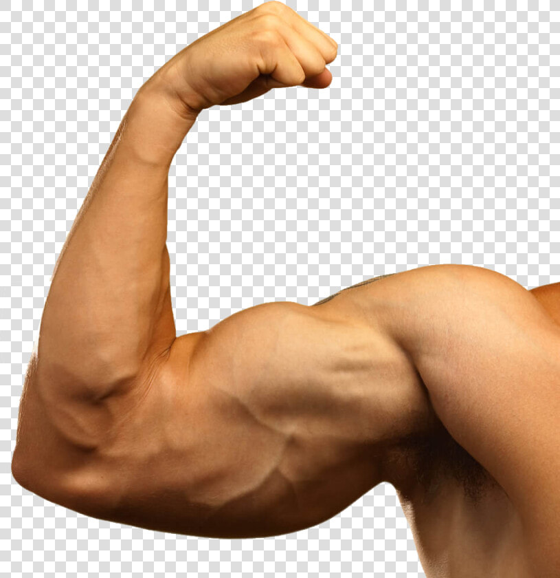 Muscle Hand Png   Muscle Arm Png  Transparent PngTransparent PNG