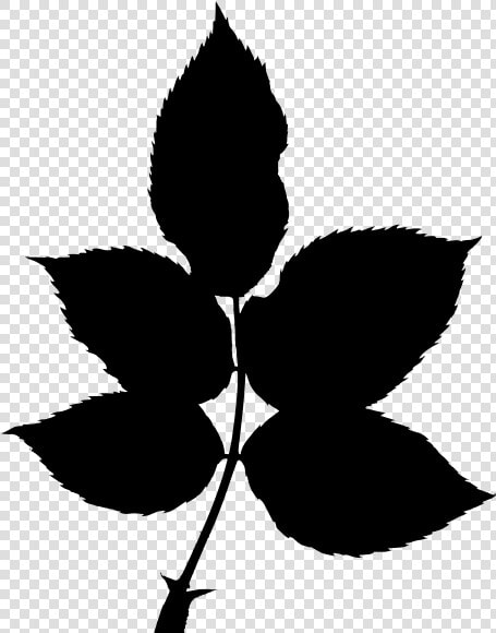 Plant flower leaf   Rose Leaf Silhouette  HD Png DownloadTransparent PNG