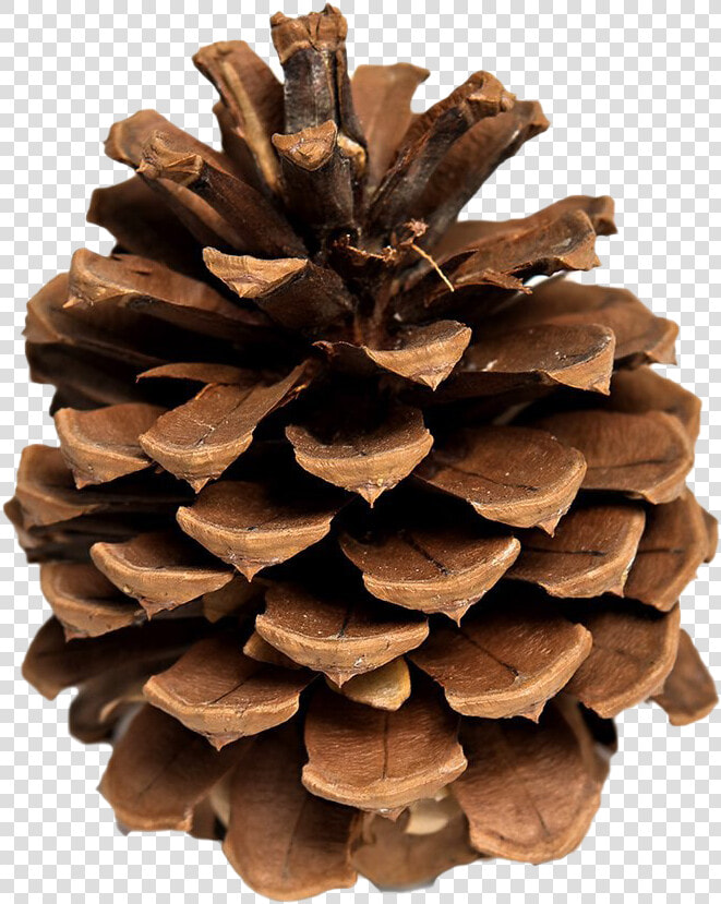 Pinecone Background Png   Pine Cones  Transparent PngTransparent PNG