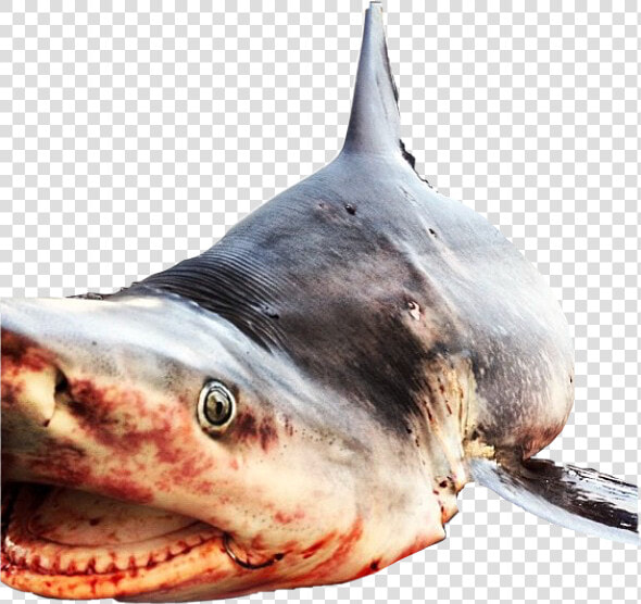  shark  deadshark  sharkweek  sharkmouth  sharktooth   Billfish  HD Png DownloadTransparent PNG