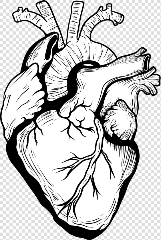 Designer Drawing Heart Transparent Png Clipart Free   Black And White Heart Organ  Png DownloadTransparent PNG