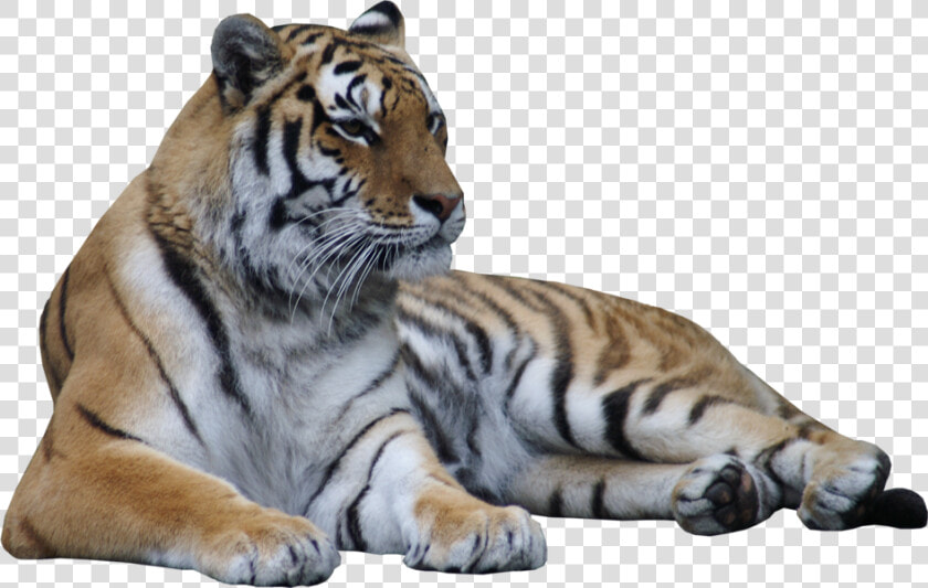 Transparent Laying Down Png   Transparent Tiger Lying Down  Png DownloadTransparent PNG