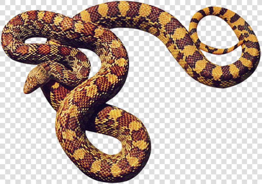 Big Snake Png   Cobras Em Png  Transparent PngTransparent PNG