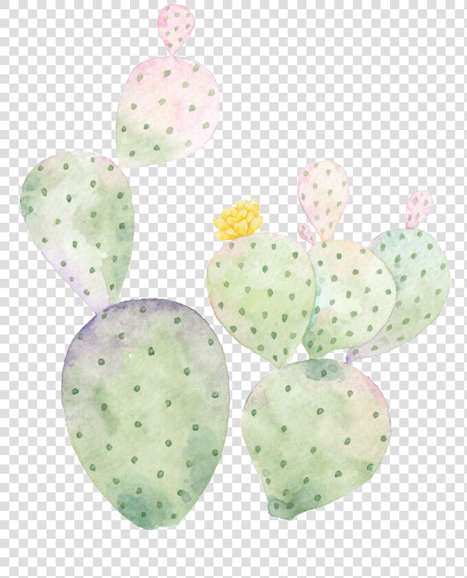 Hand Painted Cactus Png Transparent   Barbary Fig  Png DownloadTransparent PNG