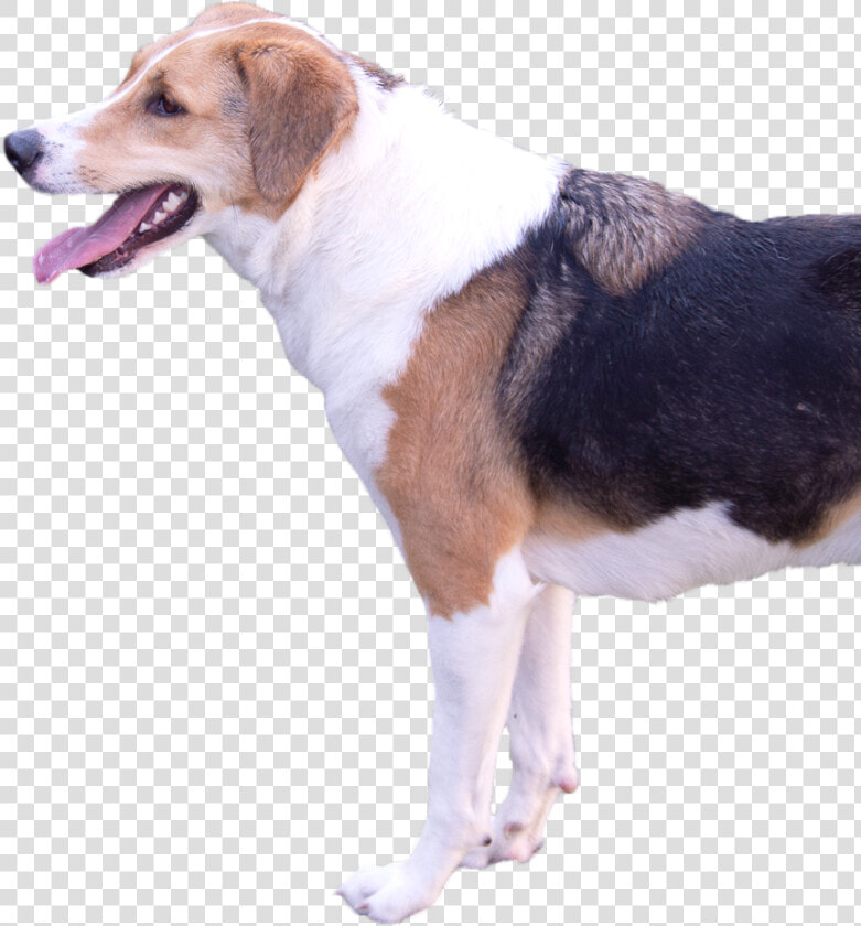 Smile   Homepage   Beagle harrier  HD Png DownloadTransparent PNG