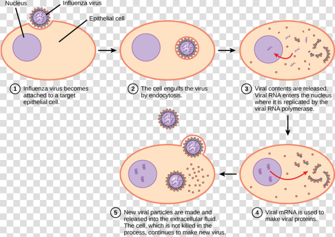 Image   Virus Infecting Host Cell  HD Png DownloadTransparent PNG