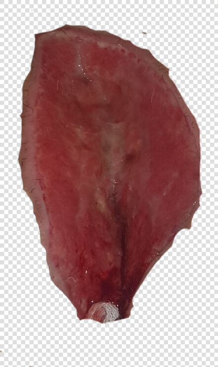 Corned Beef  HD Png DownloadTransparent PNG