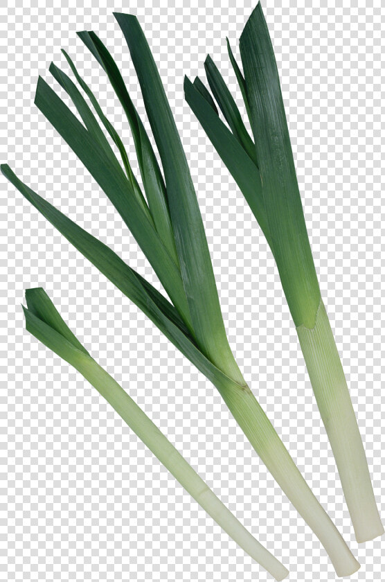 Leek Png   Leek  Transparent PngTransparent PNG