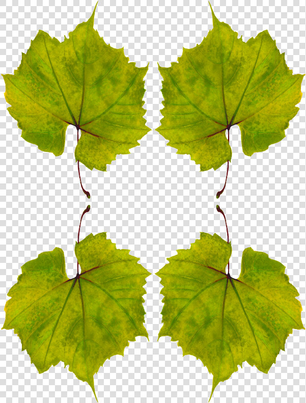 Planta De Uva Hojas  HD Png DownloadTransparent PNG