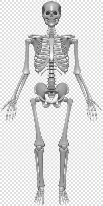 Human Skeleton  Bones  Skull    Skeletal System  HD Png DownloadTransparent PNG