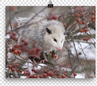 Possum  HD Png DownloadTransparent PNG