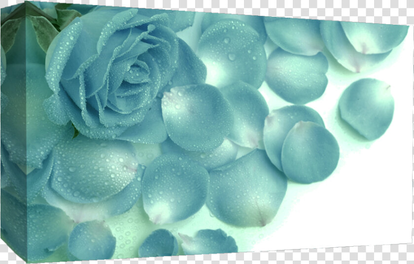 Large Duck Egg Blue Roses Raindrops Canvas Picture   Love Hd Wallpapers Cute  HD Png DownloadTransparent PNG