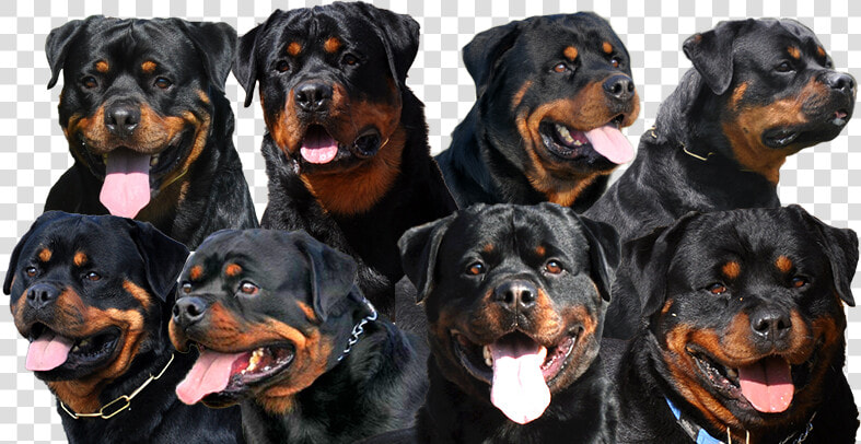 Transparent Rottweiler Png   South African Rottweiler  Png DownloadTransparent PNG