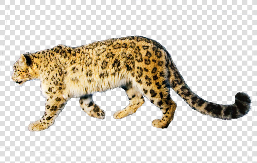 Download Jaguar Free Download Png   Jaguar Animal Transparent Png  Png DownloadTransparent PNG