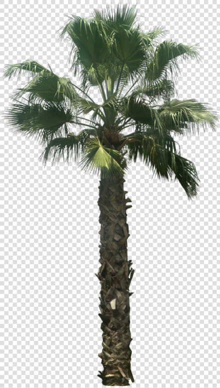 Washingtonia Palm Tree Png   Date Palm Tree Png  Transparent PngTransparent PNG