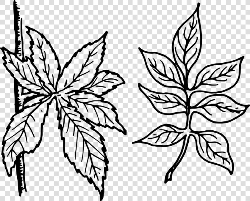 Free Vector Graphic Tree Leaves Leaves Botany Plant   Plant Leaf Clip Art Black And White  HD Png DownloadTransparent PNG