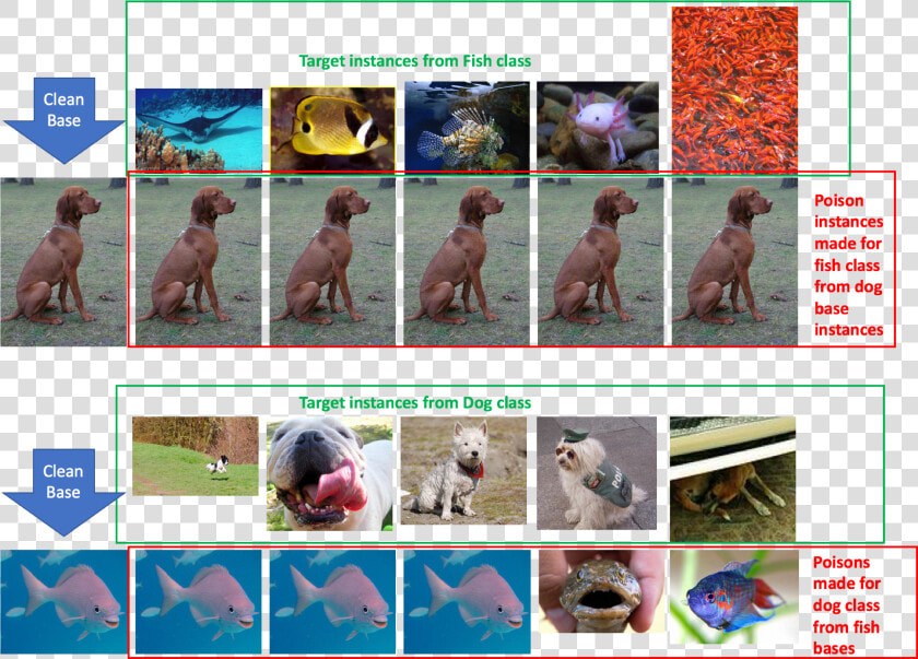 Dog Vs Fish Classifier Poisoning   Neural Network Data Poisoning  HD Png DownloadTransparent PNG