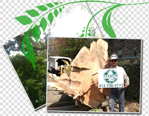 Stump Removal   Tree  HD Png DownloadTransparent PNG