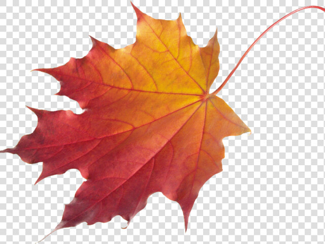 Autumn Leaves Clipart Chinar   Fall Leaves Transparent Background  HD Png DownloadTransparent PNG