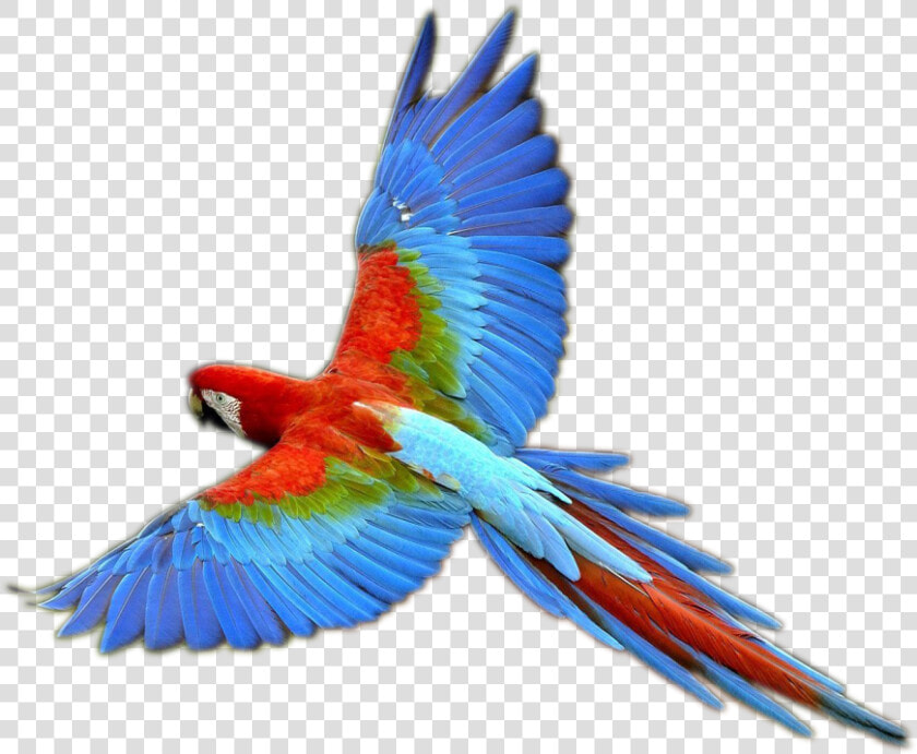 Transparent Tucano Png   Parrot Png  Png DownloadTransparent PNG