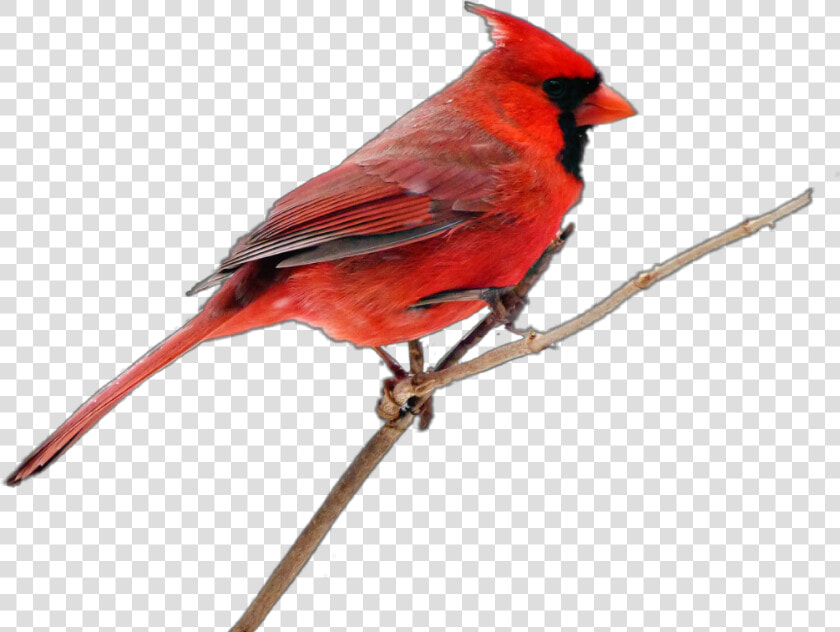  cardinal   bird   Northern Cardinal  HD Png DownloadTransparent PNG